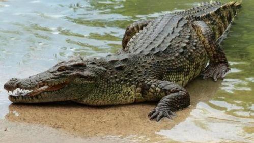 日本网红鳄鱼事件视频,一场网络狂欢背后的真相揭秘