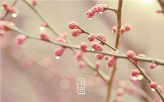 今日头条新闻立春图片,万物复苏，今日头条带你领略春日美景