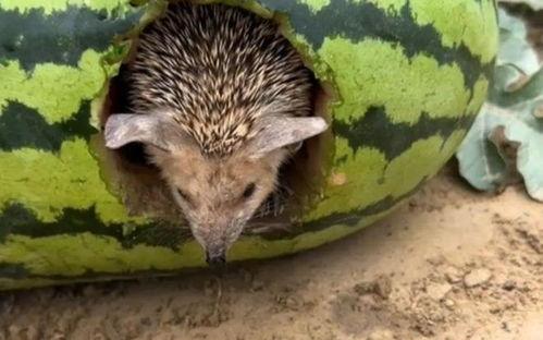 刺猬吃瓜图片,一场自然界的美食盛宴