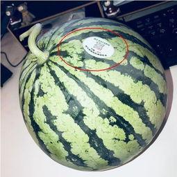 伦敦吃瓜网红是哪里人