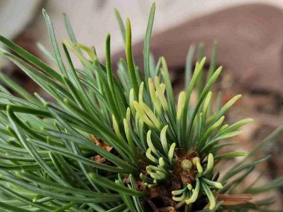 什么是明星五针松,独特魅力与养护之道