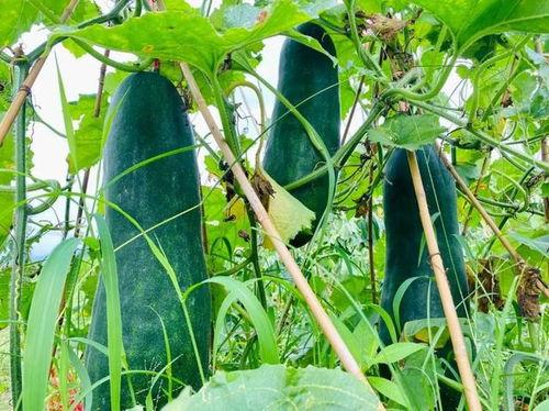 岑岑吃瓜劲爆,揭秘娱乐圈劲爆幕后故事