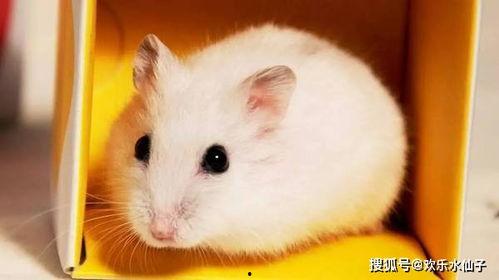 仓鼠有哪些明星代言,仓鼠界的“网红”代言大盘点