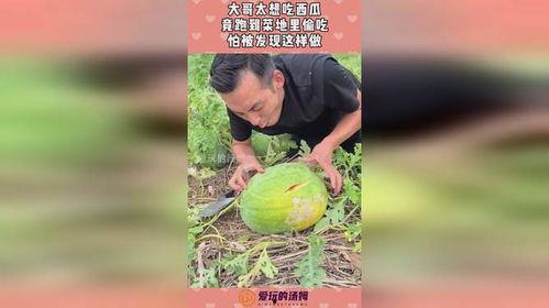 迪诺哥吃瓜,揭秘娱乐圈背后的秘密与真相