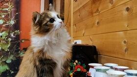 吃瓜猫贴纸大号,萌态可掬，趣味横生