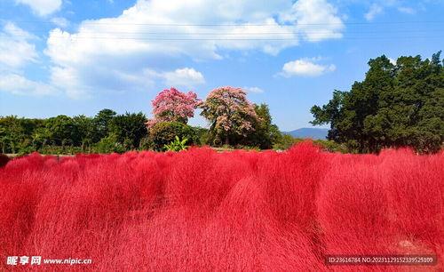 柘城网红草地图片,绿意盎然，诗意栖息的梦幻空间”