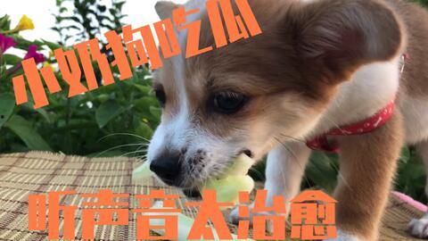 小狗吃瓜摔下墙头,萌态可掬引网友热议