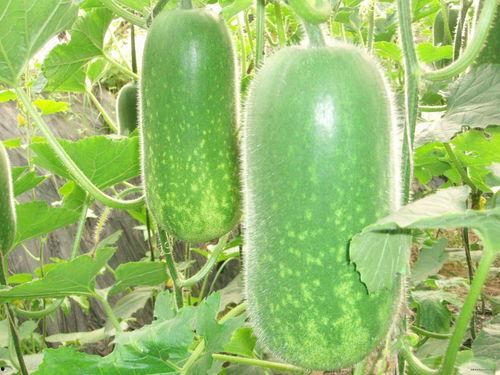 无藤吃瓜整枝方法