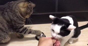 小猫吃聪明瓜视频,智慧萌态引网友热议