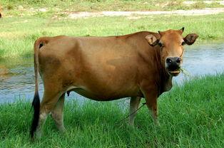 牛吃瓜骂人视频播放,网友纷纷留言骂人场面引热议