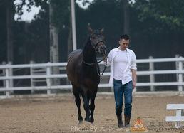 马的名字的明星,揭秘以马命名明星的传奇人生