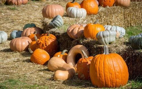 辛巴吃瓜比赛,一场视觉与味觉的双重盛宴