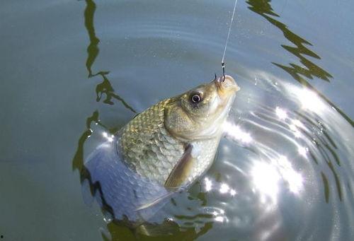 野钓怎么看口料好坏啊视频,野钓口料优劣辨识技巧揭秘