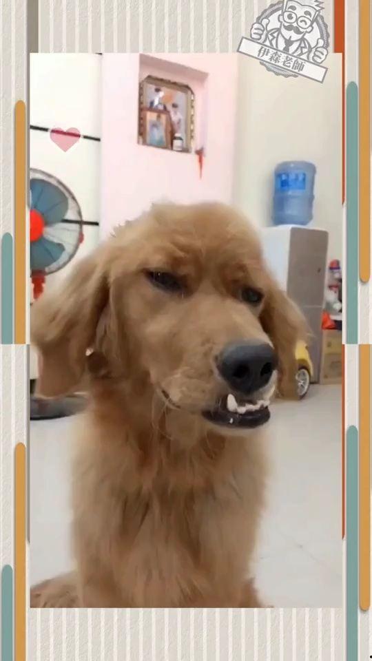 最想明星的狗狗,一只渴望闪耀舞台的忠诚伙伴