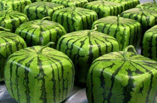 古中国吃瓜,从消暑佳品到雅趣生活的演变